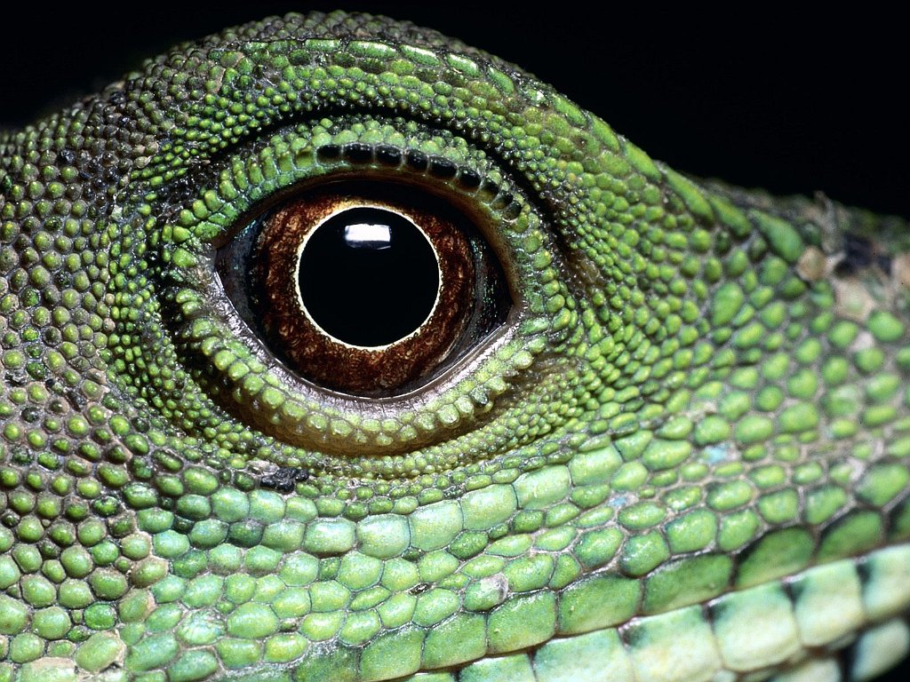 Reptile Close-Up